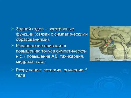 Передний отдел гипоталамуса