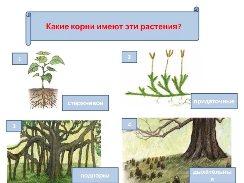 Длинные корни какая природная зона. Растения с длинными корнями. Какой корень. Растения имеют длинные корни. Какой какой корень.