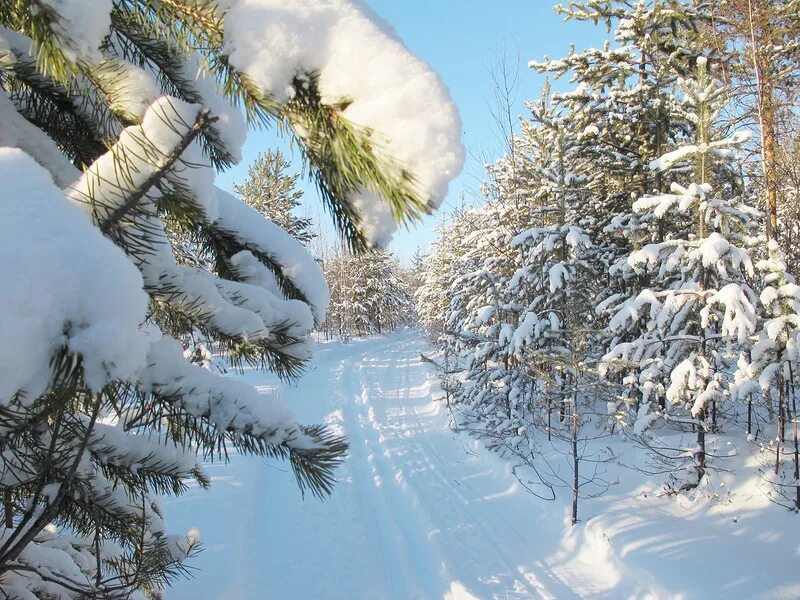 зимний день. обои зима. метель зимой. морозный пейзаж. какие звуки можно услышать в лесу.