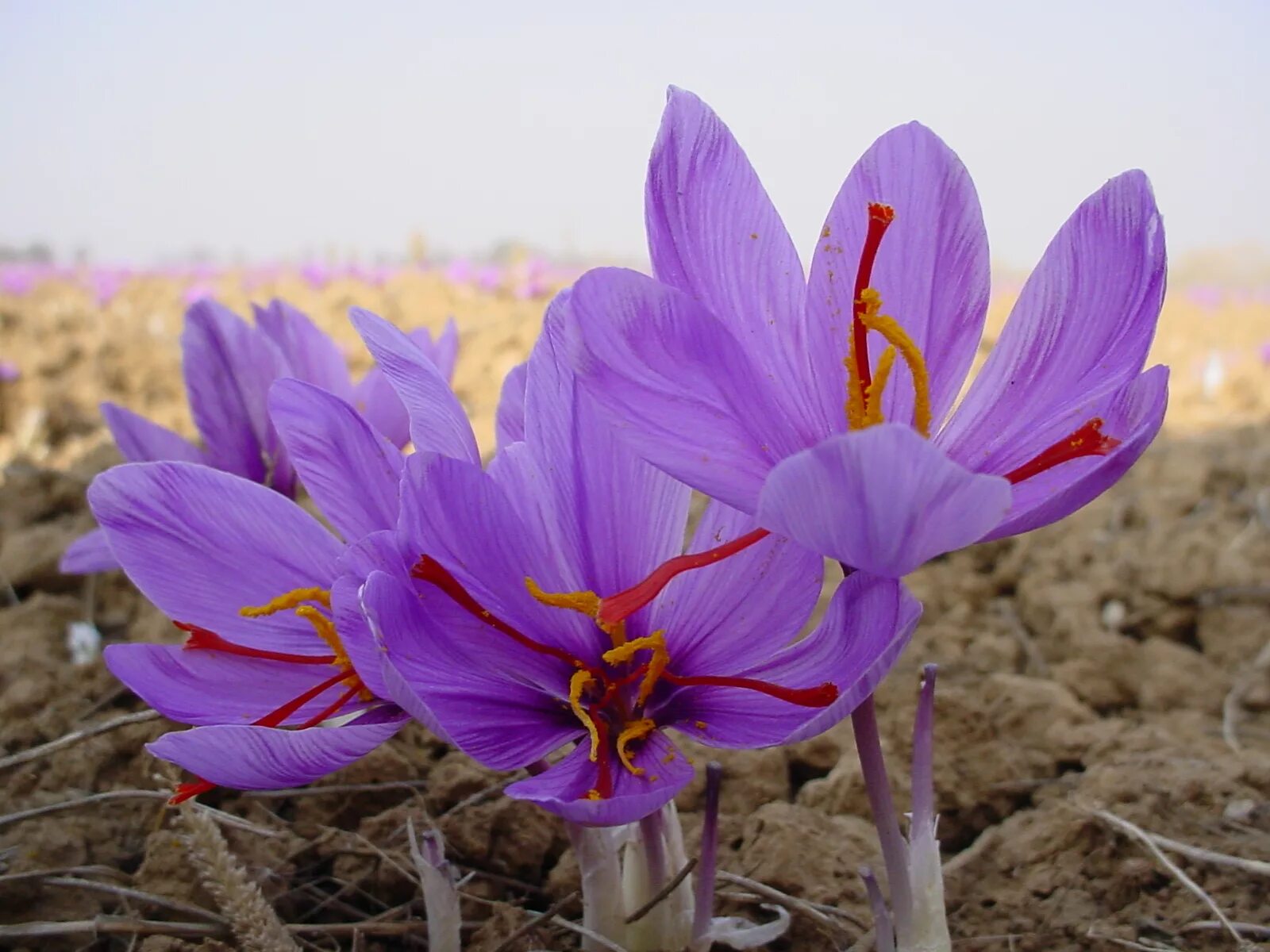 Рокус (Шафран) посевной (Crocus sativus). Крокус Шафран посевной. Крокус Шафран цветок. Шафран специя Крокус. Цветущий шафран