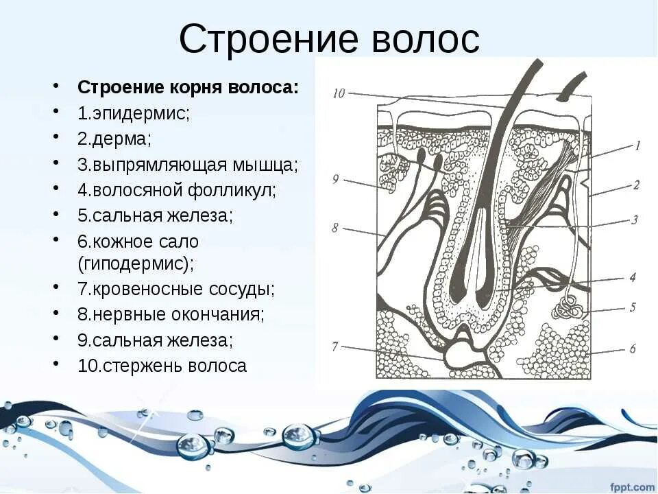 Волос состоит из. Схематическое строение волоса. элементы строения волоса человека криминалистика. строение корня волос кратко. строение кожи головы и строение волоса.