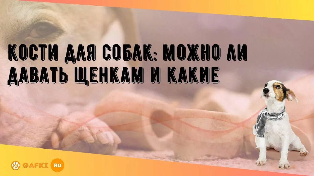 Какие кости давать щенкам. Какие кости можно давать собаке. Какие кости можно давать щенку. Какие кости нельзя давать собакам. Можно ли давать кости собакам.