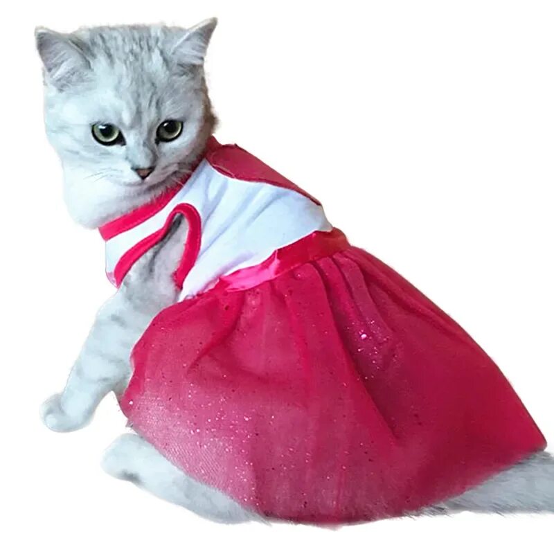 Кошечка с одеждой. Одежда для кошек. Кошка в платье. Красивая одежда для кошек. Котики с одеждой.