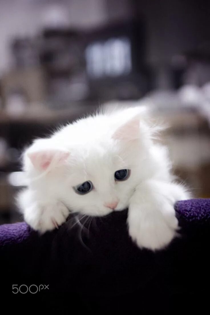 Белый жалко. Белый котенок. Грустный котенок. Милые котики. Красивые кошечки.