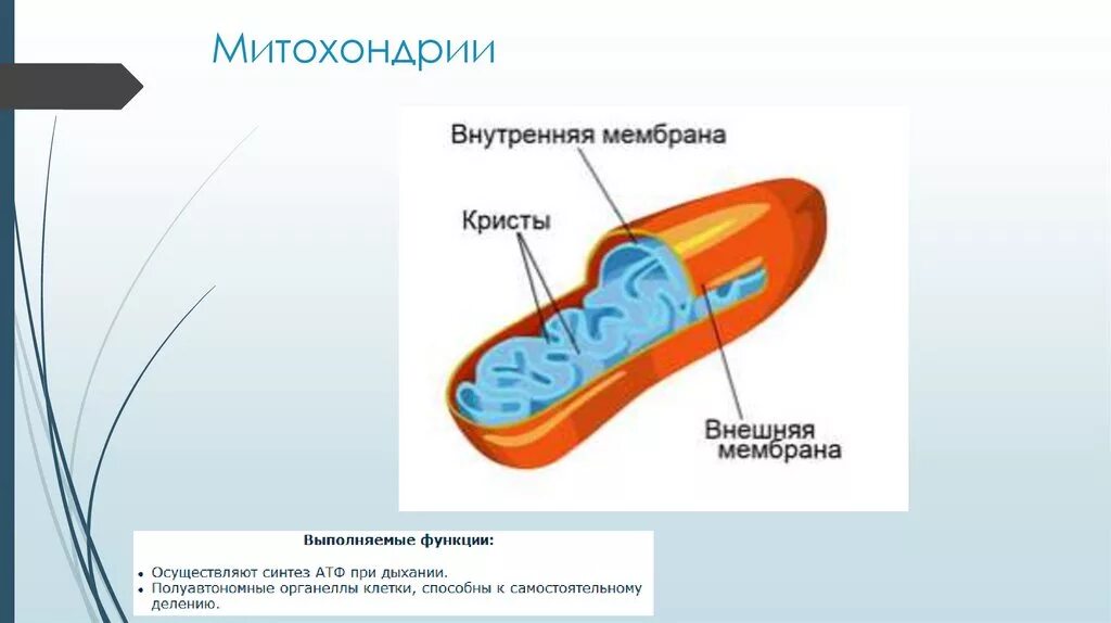 Хлоропласт полуавтономный. Кристы митохондрия внутренняя мембрана наружная мембрана. Полуавтономный органоид. Внешняя и внутренняя мембрана митохондрий. Функции внутренней мембраны митохондрий.