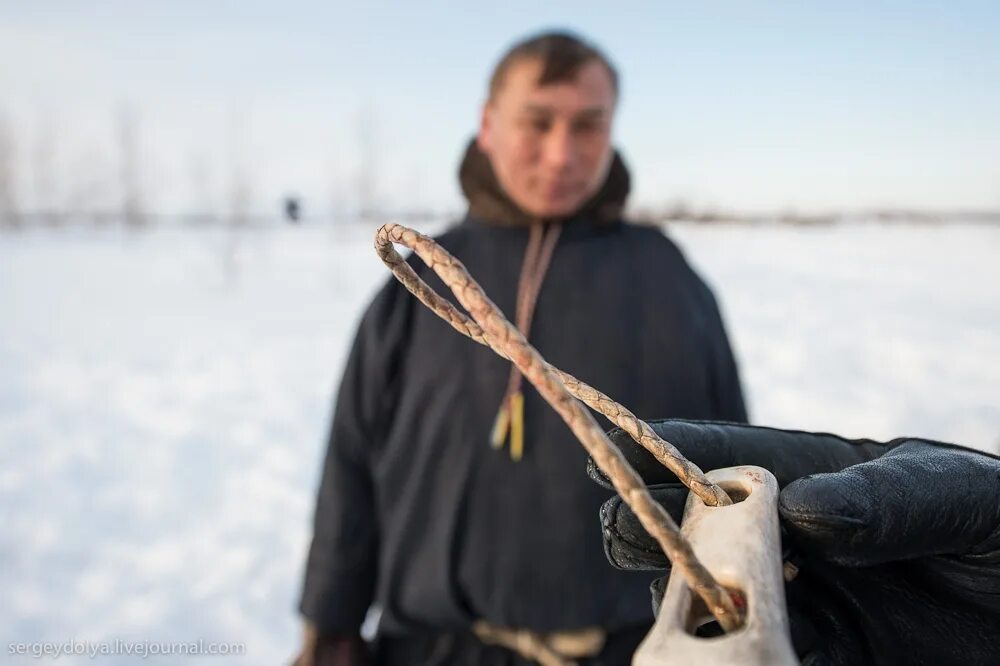 Ненцы тынзян. Аркан тынзян. Ловля оленей. Аркан оленевода. Метание тынзяна на хорей