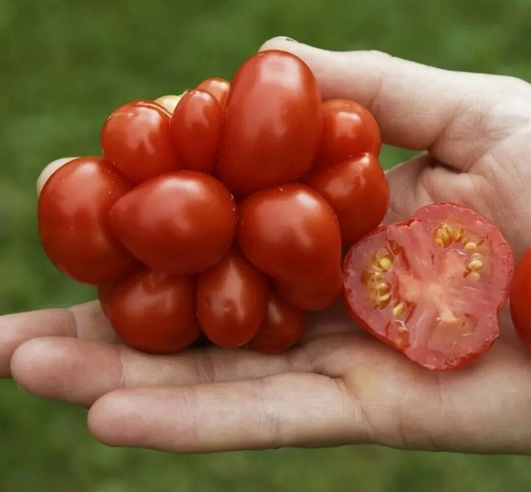 Томат пухляш f1. Томат пухляш f1. Томат беатрис f1. Томат катрина мязина. Томат пухляш f1.