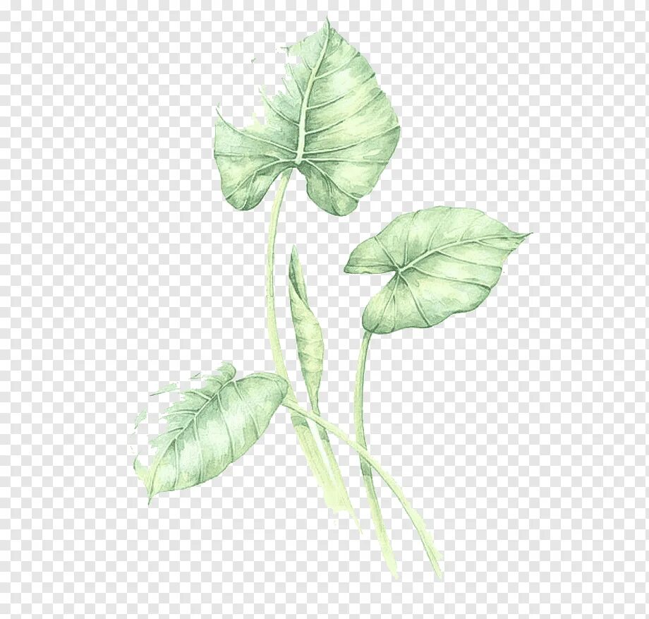 Pdf plant. Листья акварель. Листья цветов акварель. Растение акварелью на прозрачном. Акварельные растения на прозрачном фоне.