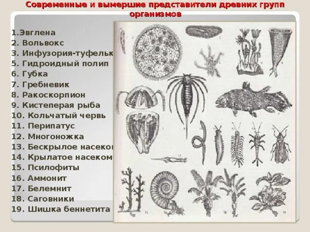 Назовите данные вымершие организмы. Ракоскорпион систематика. Представители древних. Самая древняя группа организмов. Кольчатые черви произошли от древних.