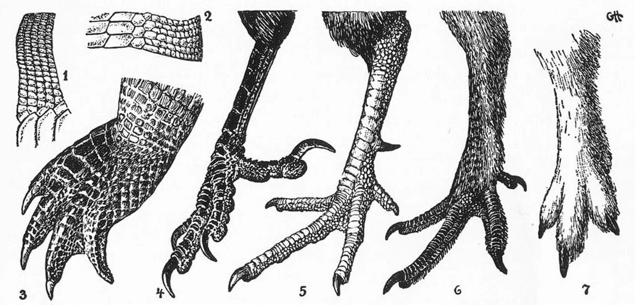 Роговые чешуйки на ногах у птиц. Роговые щитки на ногах у птиц. Роговые чешуйки птиц на цевке. Строение лапы курицы. Роговые чешуи у рептилий