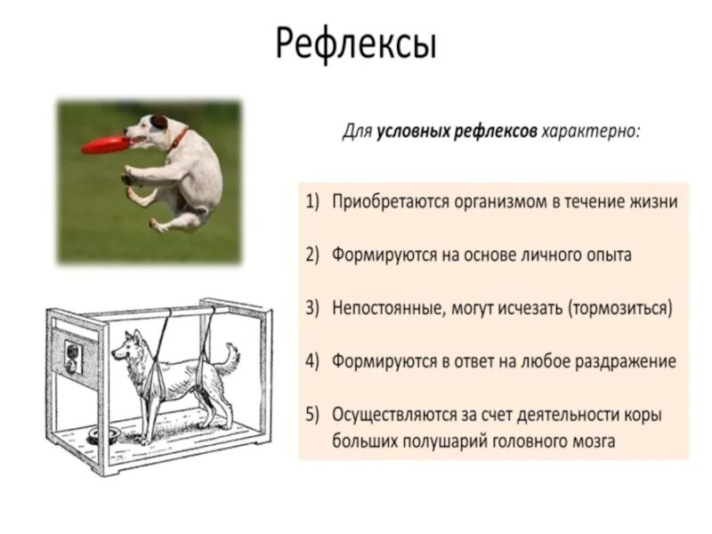 Примеры условных рефлексов у млекопитающих. Для условного рефлекса характерно:. Условный рефлекс и безусловный рефлекс Информатика. Для условных рефлексов характерны. Условные рефлексы примеры у человека примеры.