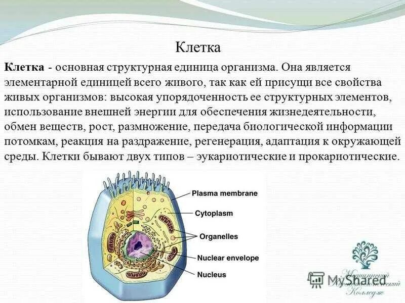 Структурной единицей живого организма является. Клетка структурная и функциональная единица всех живых организмов. Клетка-основная структура и функциональная единица живого организма.. Клетка структурная единица организма. Клетка как структурная единица всех живых организмов.