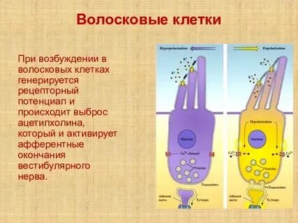Волосковые рецепторные клетки