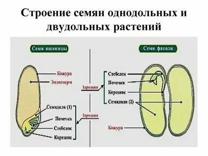 Зародыш семени однодольных и двудольных
