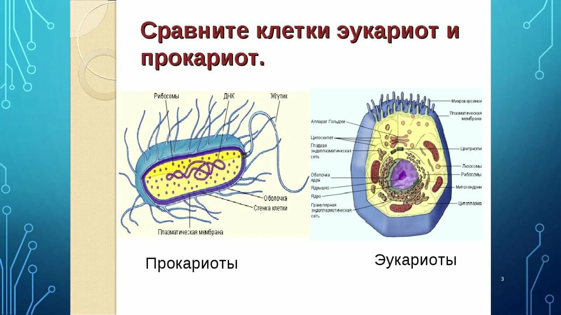 Клетки прокариот и эукариот. Строение клетки прокариот и эукариот рисунок. Строение прокариот и эукариот. Строение клетки прокариот и эукариот.