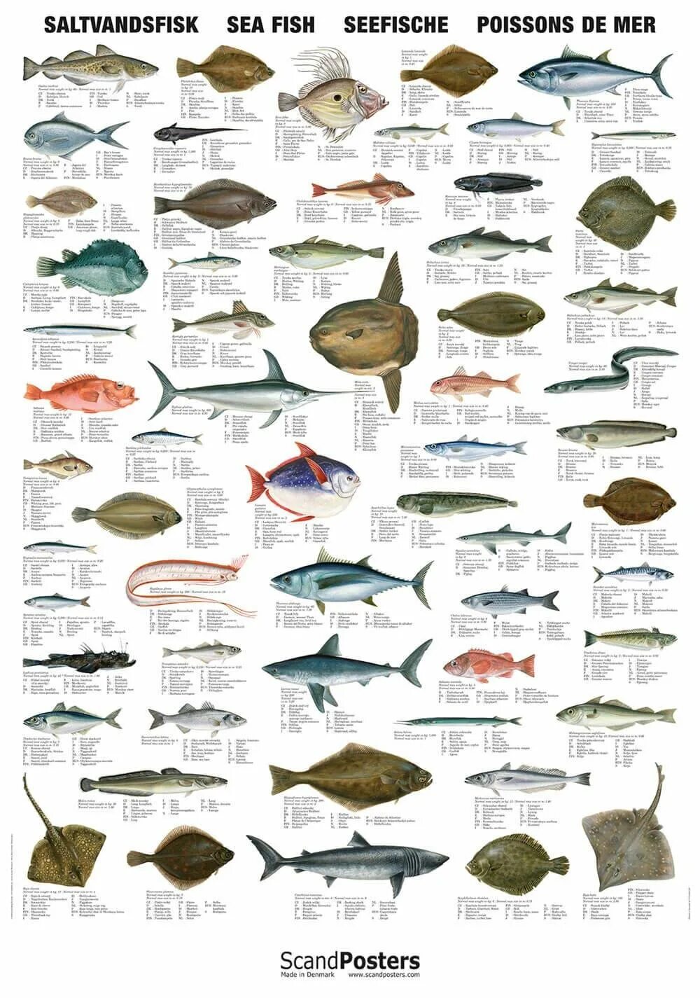 Какие рыбы водятся в море. Промысловые рыбы норвежского моря. Рыба Средиземного моря каталог. Съедобные рыбы Средиземного моря. Рыба съедобная.