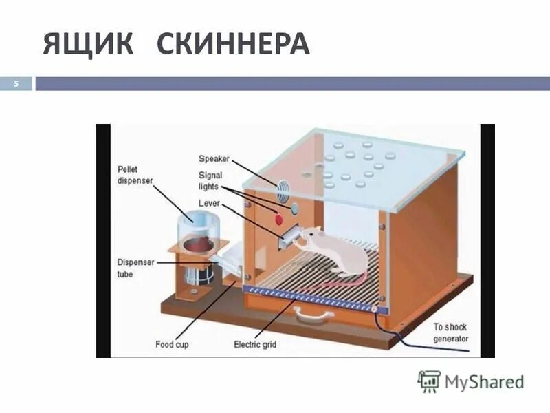Ящик скинера. Ящик скиннера эксперимент. Оперантное поведение примеры. Проблемный ящик в зоопсихологии. Опыт скиннера.