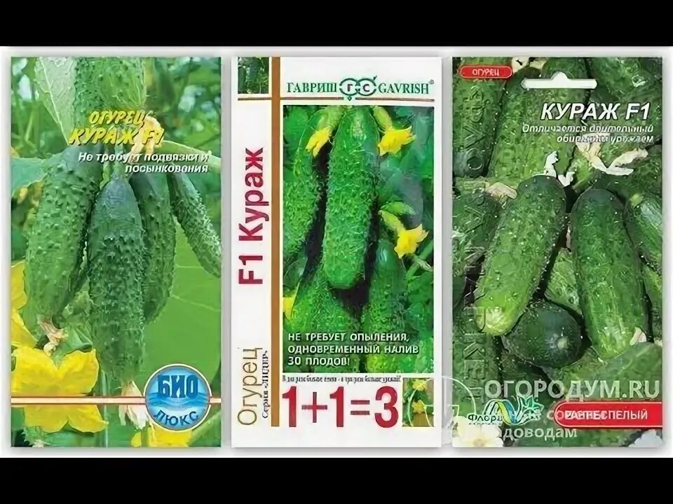 Огурцы кураж описание сорта фото отзывы Фитостудия-63.ру