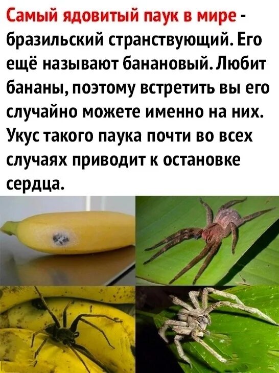 Укус странствующего паука