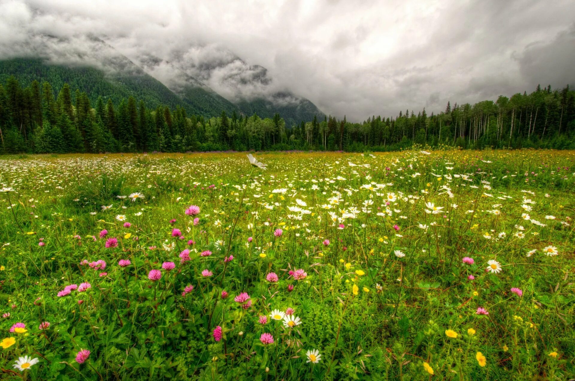 Красивая природа поляна. Субальпийское разнотравье. Национальный парк Олимпик Луга горы цветы Поляна. Поля разнотравье Алтая. Тайга Сибирь разнотравье.