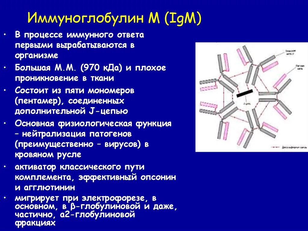 Антитела иммуноглобулины м. Строение иммуноглобулина м. IGM строение иммуноглобулина. IGM антитела строение. Иммуноглобулин IGM функция.