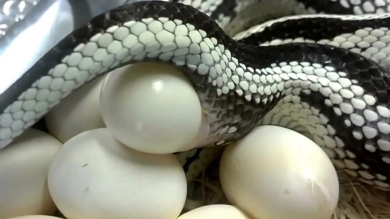 Яйца змей видео. Яйца гадюки.