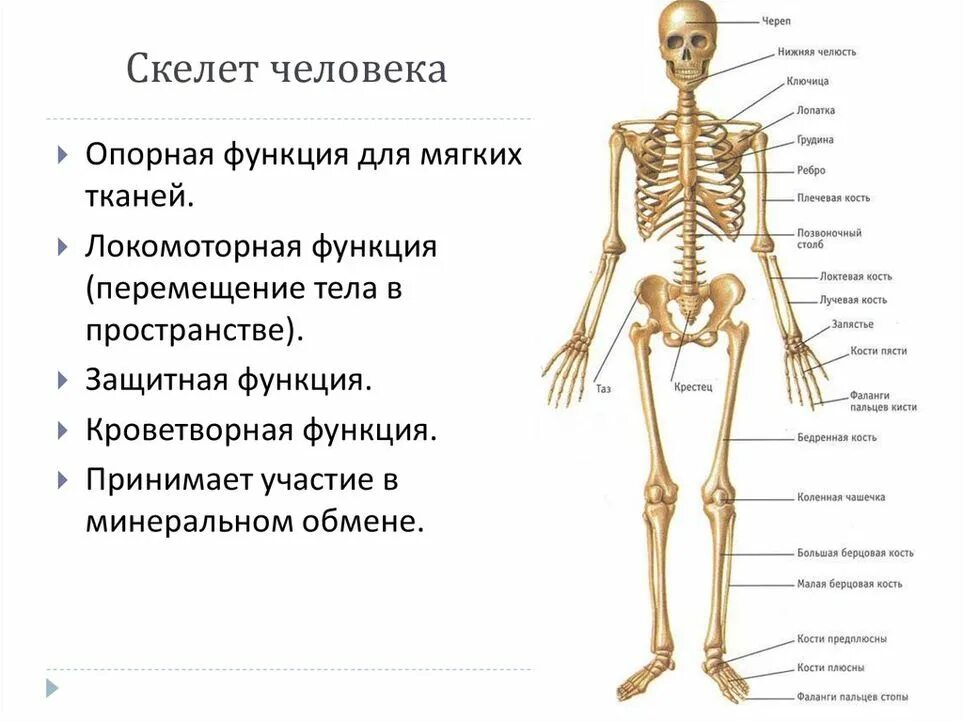 Какое строение имеет скелет. Скелет человека. части скелета человека. скелет человека картинка. скелет человека с описанием.