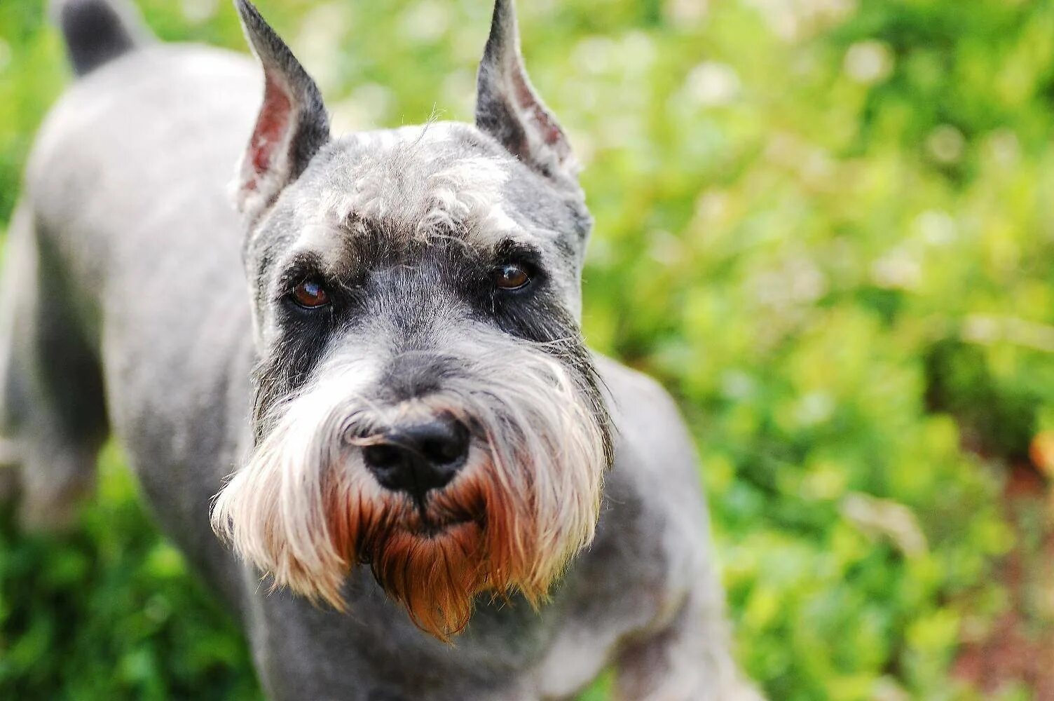 Цвергшнауцер шнауцер ризеншнауцер. Рейзер шнауцер. Цвергшнауцер терьер. Цвергшнауцер. Цвергшнауцер.