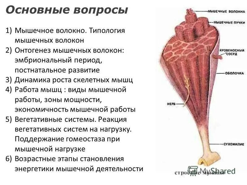сгибатель и разгибатель классификация. работа мышц статическая и динамическая длина мышцы. работа мышц презентация. работа мышц вопросы. синергист.