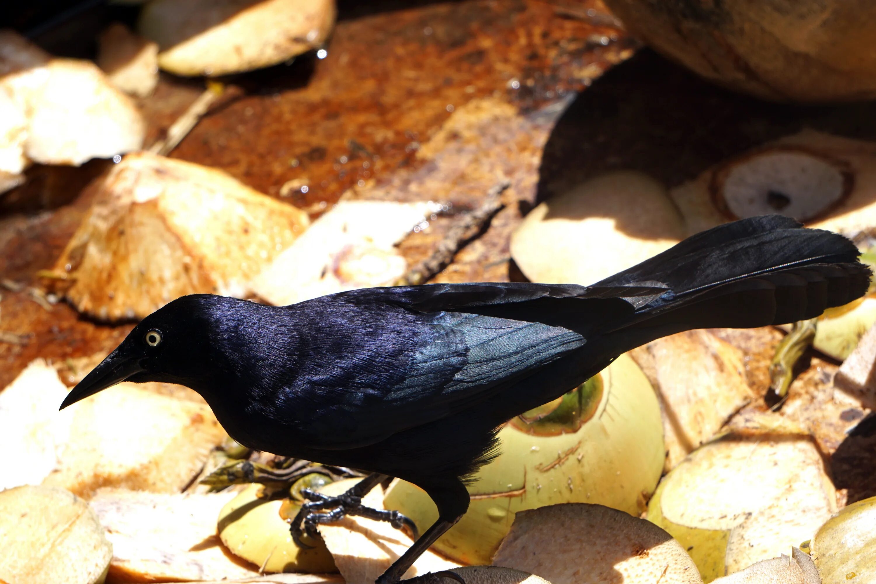 Маленькие темные птицы. Icterus Melanopsis. Черная птичка на Кайо Коко. Маленькая черная птичка. Черная птица с длинным черным клювом.
