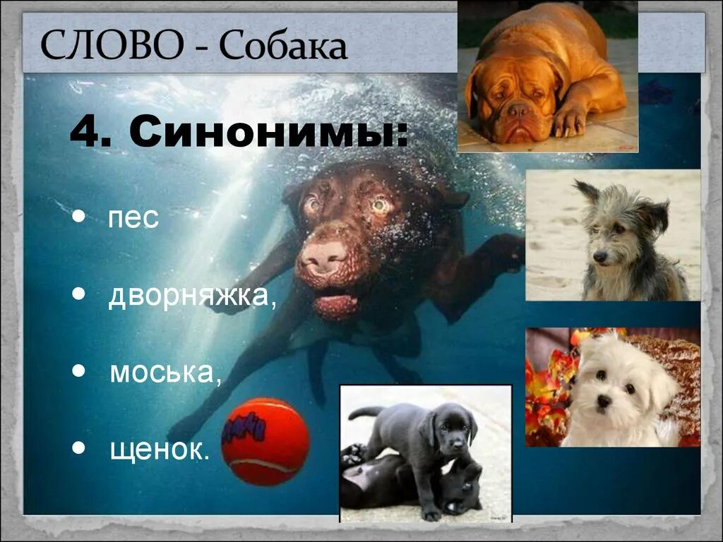 Собака. Слово собака. Слово собака собака слово собака. Синонимы к слову собака.