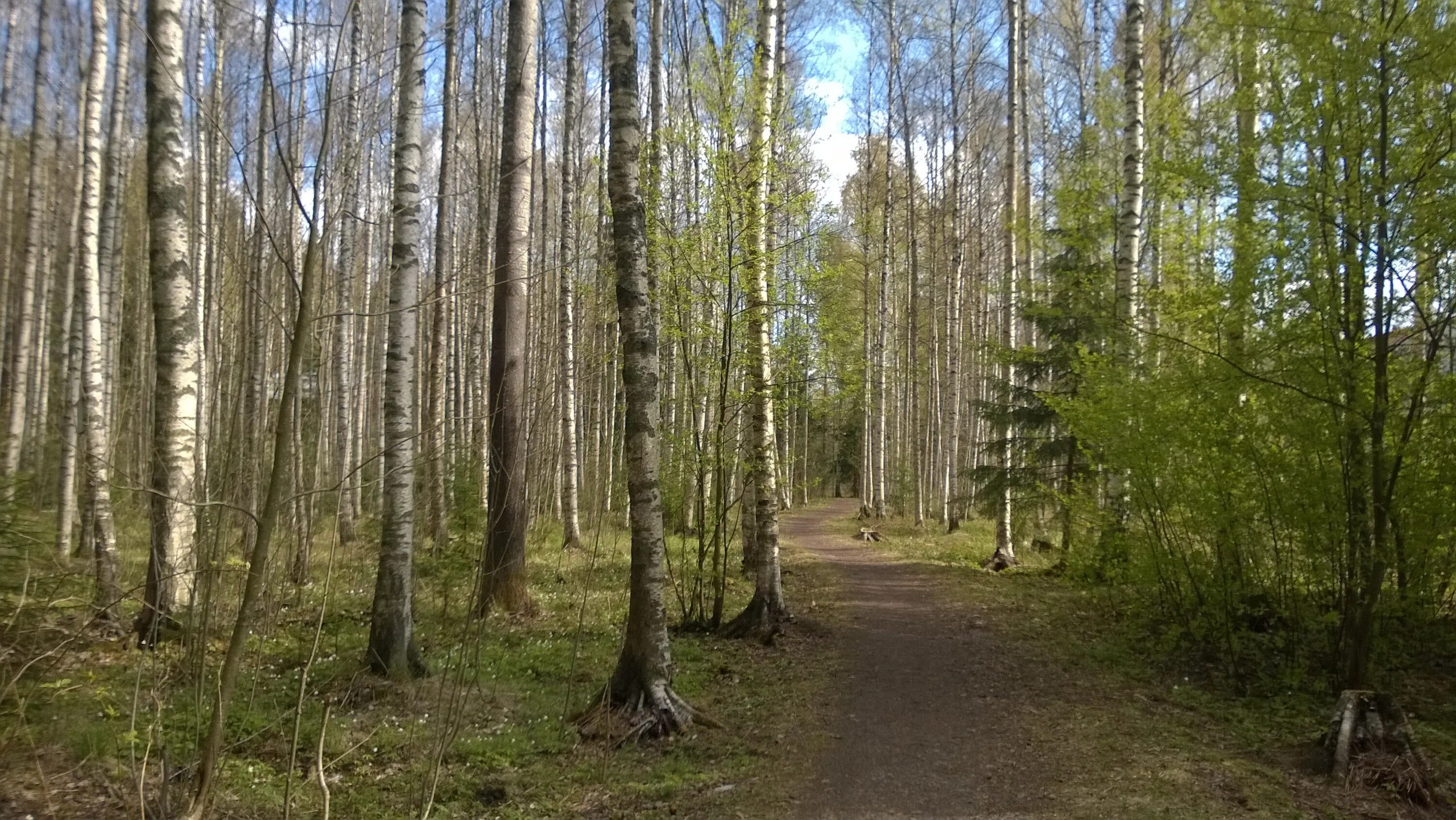 В лесу растут много деревьев
