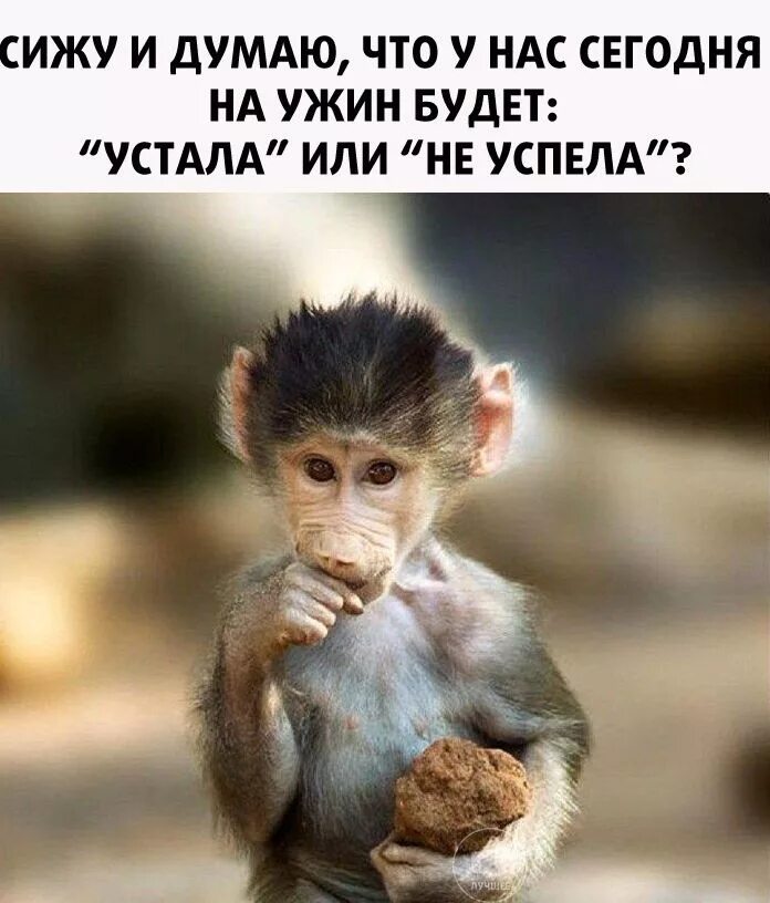 Свободы хочется и денег сидеть. Цитата сижу. Усидеть на двух стульях цитаты афоризмы. Сижу и думаю цитаты смешные. Афоризмы про корону на голове.