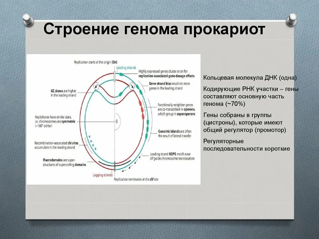 Кольцевая днк прокариот. Строение генома прокариот. Структура генома прокариот. Структура генов прокариот и эукариот. Кольцевая ДНК строение.