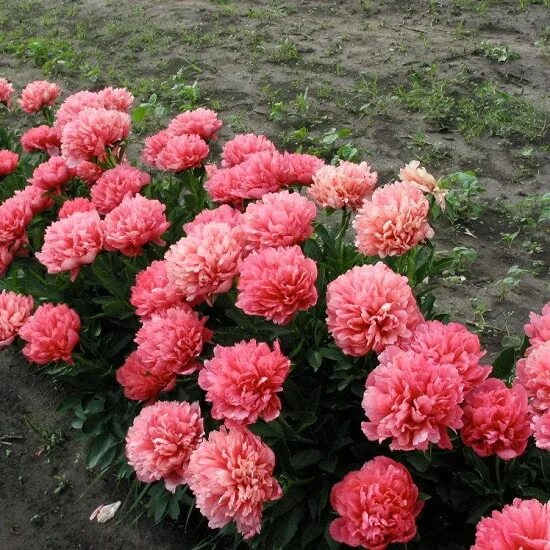Пион молочноцветковый Лорелей корень 2-3 почки купить за 3 790 р. в садовом цент