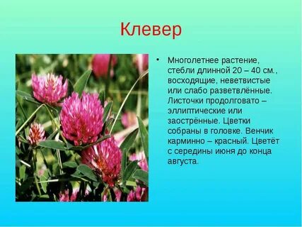 Стебли многолетних растений