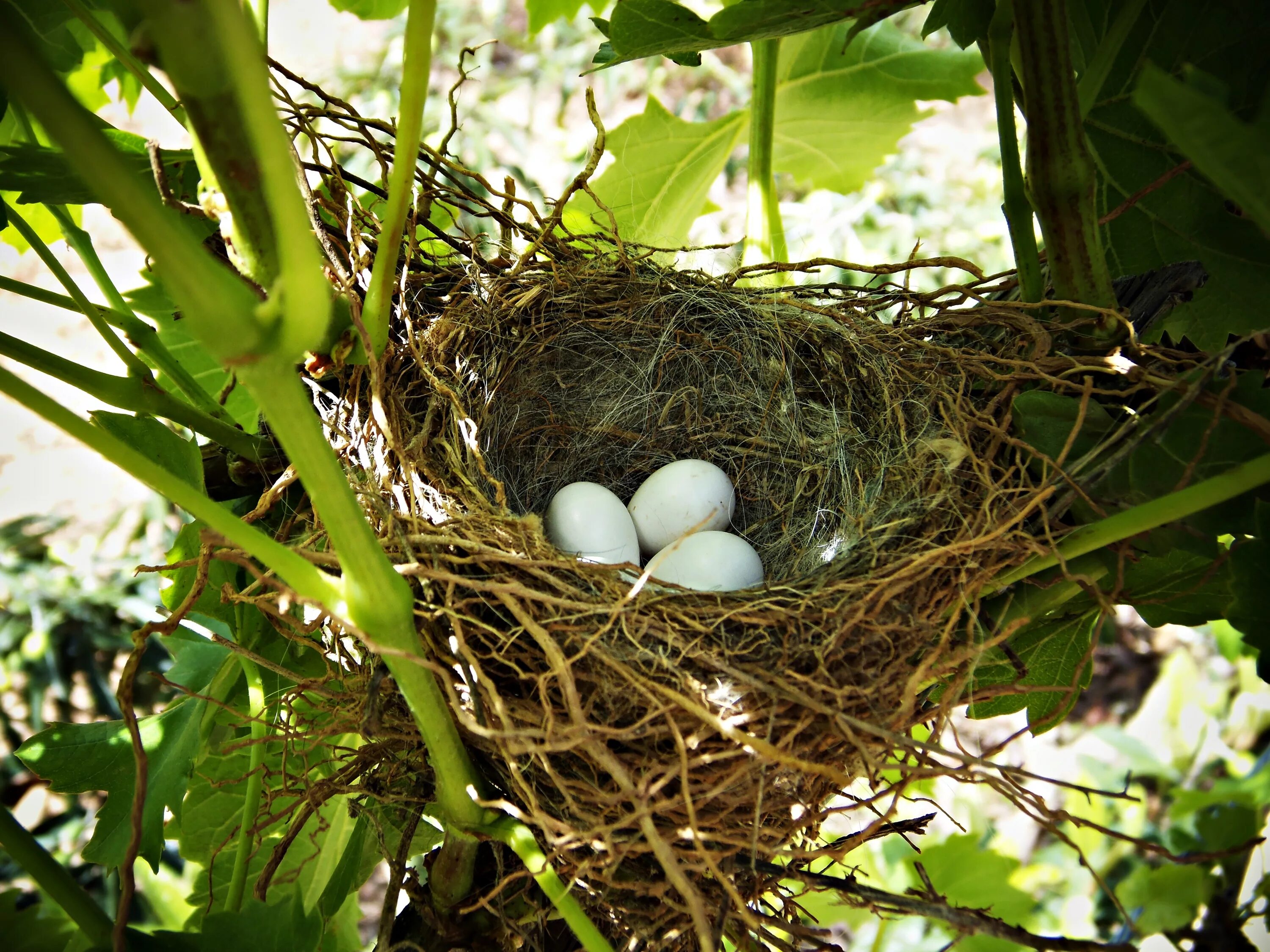Остара гнездо. Джексон ш. "Птичье гнездо". Гнездо для птиц.. Гнездо с яйцами.