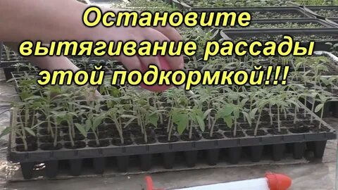 Чем поливать помидоры чтоб не вытягивались
