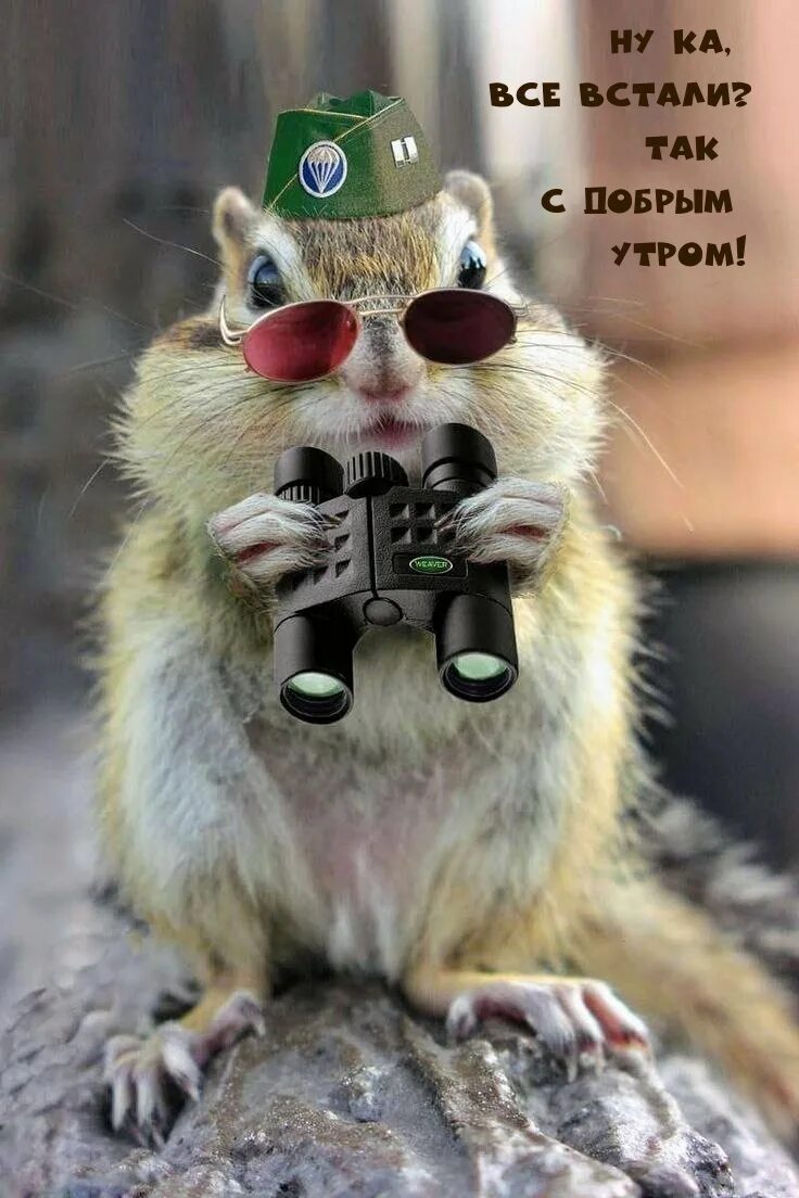Веселое утро прикольные смешные. Доброе утро смешные. Доброе утро прикол. С добрым утром прикол. Доброе утро прикольные смешные.