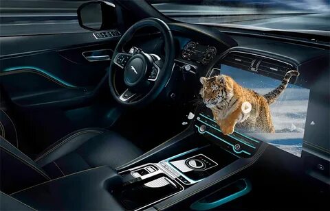 Rover jaguar