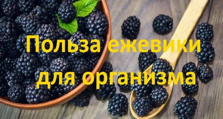 Ежевика полезные свойства. Чем полезна ежевика. Полезные витамины в ежевике. Полезные витамины в ежевике. Чем полезна ежевика.