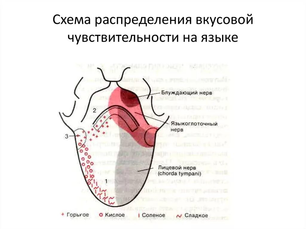 Рецепторы языка схема. Строение вкусового анализатора схема. Микросхема плата. Процедурные языки программирования схема. Язык микросхем.