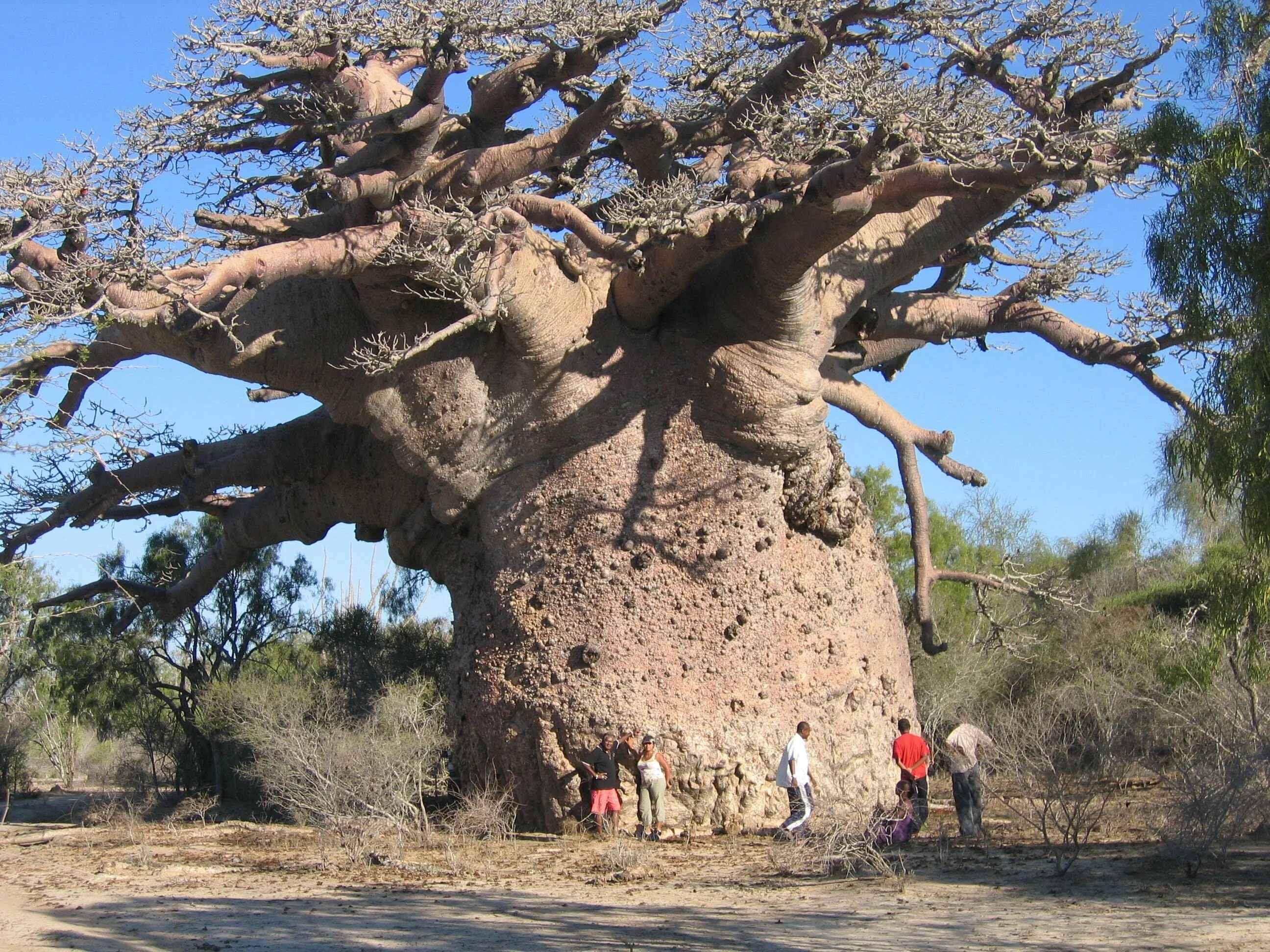 Не толстый ствол. Баобаб (Адансония пальчатая. Баобаб в саванне Африки. Баобаб самое толстое дерево. Сенегальский баобаб.