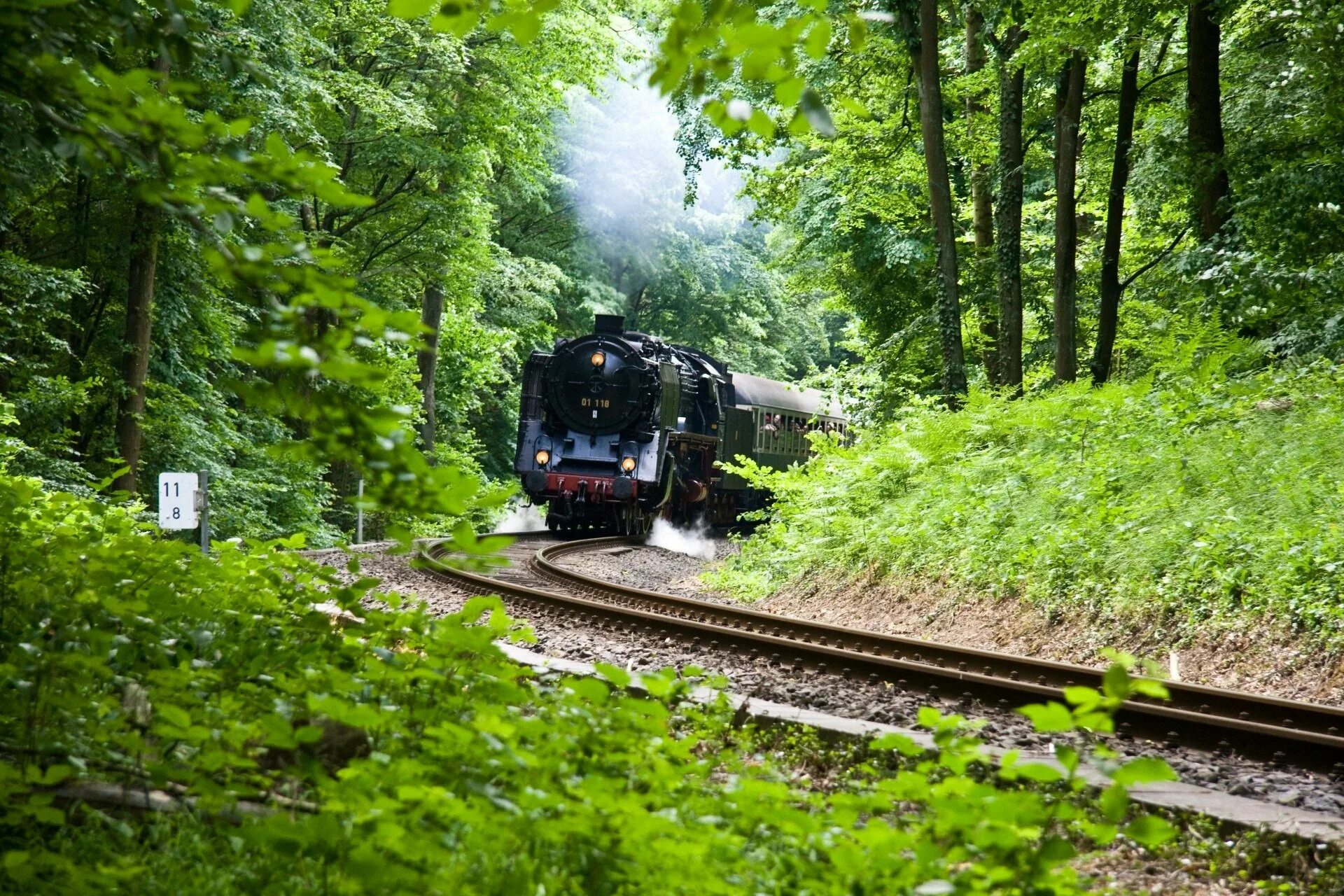Железная дорога там. Ойта, Япония лес поезд. Одноколейка железная дорога лес Сергиев Посад. Лесонасаждения ЖД. Оита Япония железная дорога в лесу.