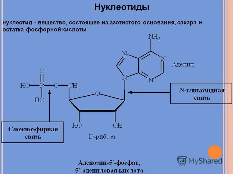 состав нуклеотида днк. строение нуклеотидов биохимия. схема строения нуклеотида днк и рнк. нуклеотид рнк схема. схема строения нуклеотида днк азотистые основания.