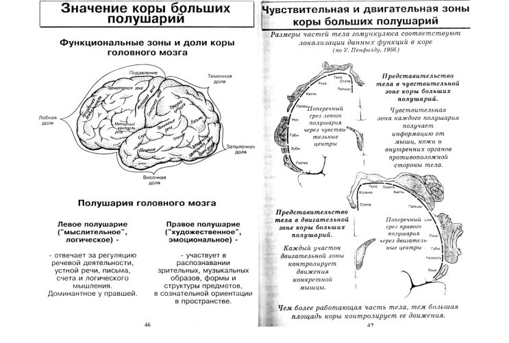 Доли коры больших полушарий таблица. Доли коры больших полушарий таблица. Кора больших полушарий функции таблица. Лобной доле коры больших полушарий. Функции долей коры больших полушарий таблица.