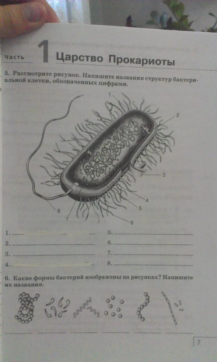 Строение бактерии 5 класс биология. Части бактериальной клетки биология 6 кл. Рассмотрите рисунок строение бактериальной клетки. Названия структур бактериальной клетки обозначенных цифрами.
