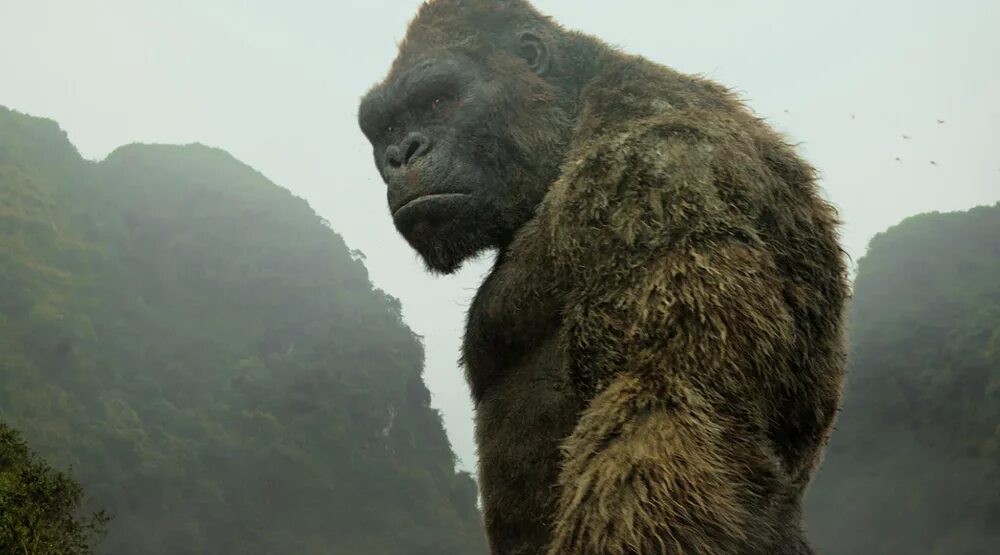 Какой конг. Кинг конг 2017. kong skull island. кинг остров черепа.