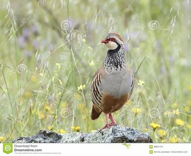 Red legged