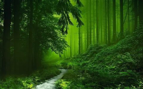 Обои на рабочий стол: Природа, Лес, Дерево, Туман, Зелень, Ручей, Земля/природа 